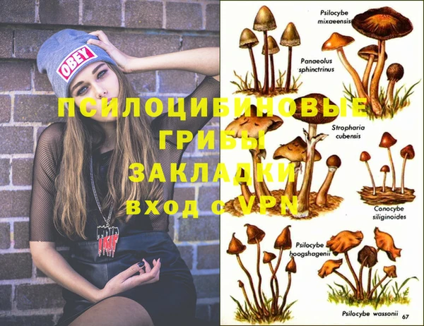 PSILOCYBIN Алзамай